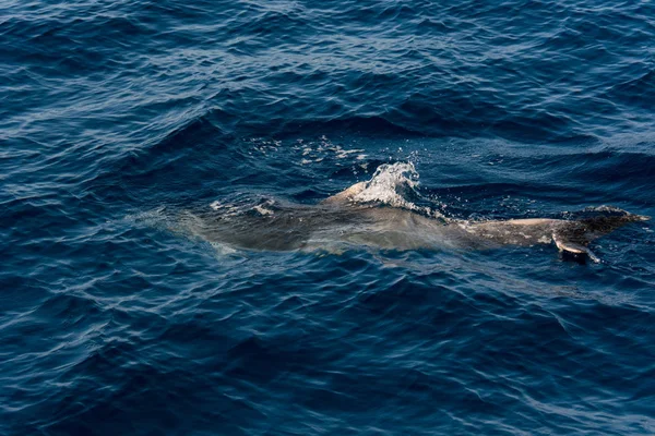 Delfinek úszás a kék óceán, a Tenereife part közelében. — Stock Fotó