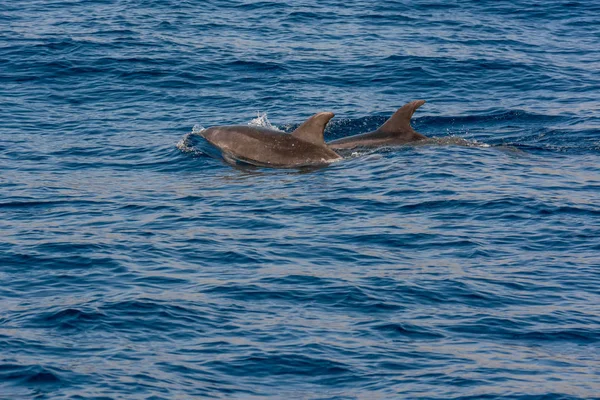 Dolphins swimming in waste blue ocean - spectacular experience of encountering sea animals.