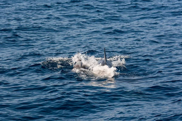 Dolphins swimming in waste blue ocean - spectacular experience of encountering sea animals.