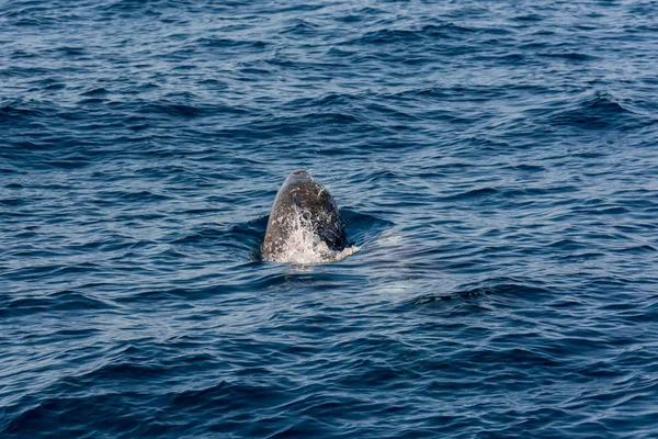 Par de delfines nadando y buceando - vista trasera . — Foto de Stock