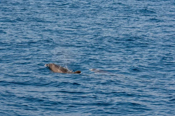 Dolphins swimming in waste blue ocean - spectacular experience of encountering sea animals.