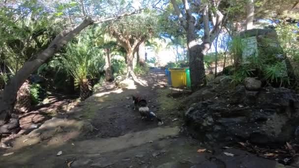 Pair of roosters fighting outdoor under trees. — Stock Video