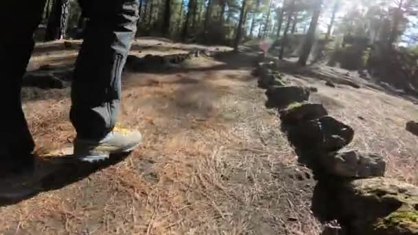 Images de bas niveau de la marche à travers le sol volcanique et les roches à travers la forêt de pins . — Video
