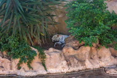 Bitkiler gölgesinde istirahat beyaz bengal kaplanı.