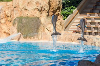 Yunuslar akvaryum Show'da spectaculary yüksek atlama.