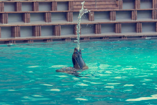 León marino jugando en una gran piscina en el acuario . — Foto de Stock