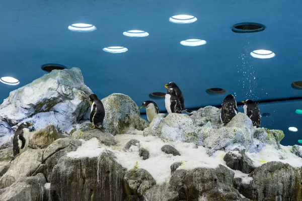 Stor pack av pingviner i artificiell miljö på zoo. — Stockfoto