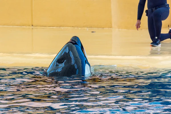 Detail of orca - the killer whale - swimming in large pool. — Stock Photo, Image