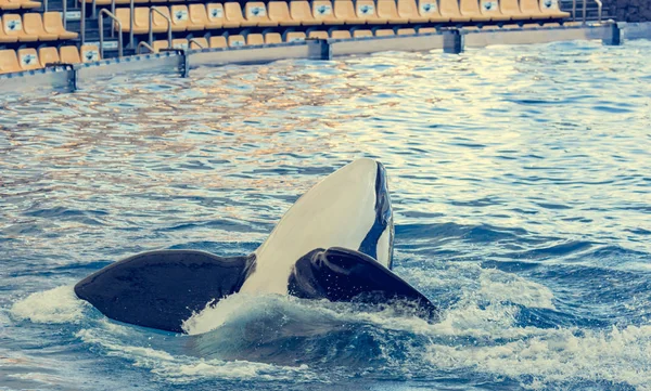 Detalle de orca - la ballena asesina - nadando en una gran piscina . — Foto de Stock