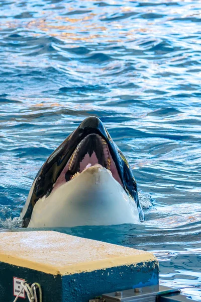 Orca - a gyilkos bálna - úszás nagy medencében részlet. — Stock Fotó