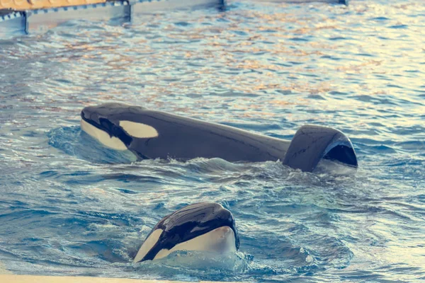 Detail of orca - the killer whale - swimming in large pool. — Stock Photo, Image