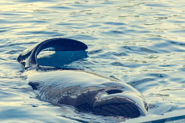 Detail of orca - the killer whale - swimming in large pool. — Stock Photo, Image