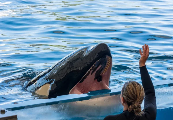 Guardián del zoológico alimentando orca ballena y cuidando del hambre enorme . — Foto de Stock