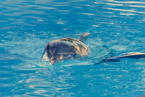 Detalhe dos golfinhos nadando em grande piscina . — Fotografia de Stock