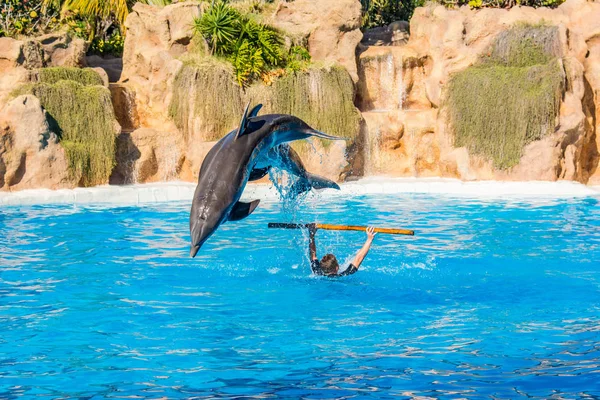 Zookeeper practicing with dolphins tricks in large pool.