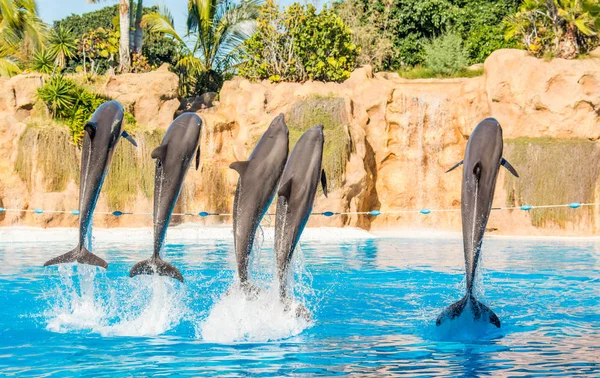 Dolfijnen springen spectaculary hoge op aquarium show. Stockfoto