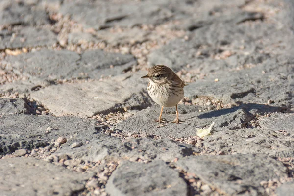 Lindo pájaro pequeño corriendo sobre baldosas de piedra al aire libre . —  Fotos de Stock