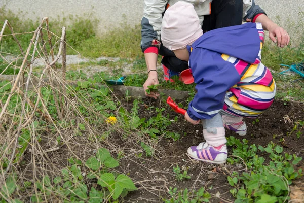 Маленька дівчинка досліджує сад і допомагає з прибиранням весни . — стокове фото