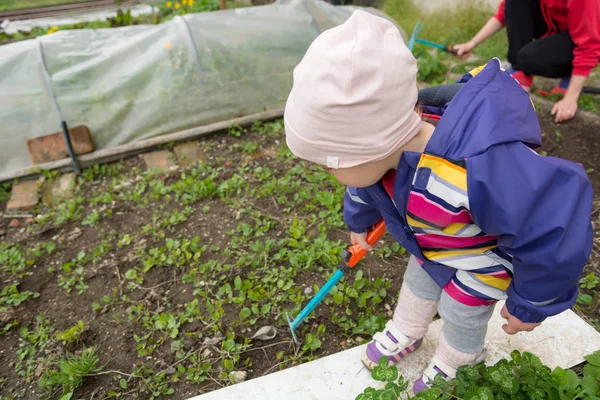 Niña explorando el jardín y ayudando con la limpieza de primavera . —  Fotos de Stock