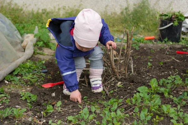 Küçük kız bahçe keşfetmek ve bahar temizliği ile yardımcı.