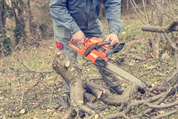 Worker using chain saw and cutting tree branches.