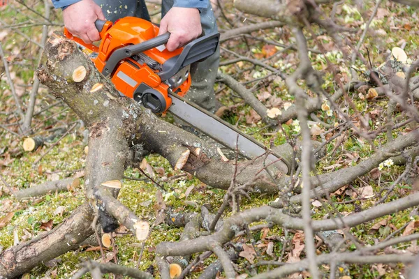 Worker using chain saw and cutting tree branches.