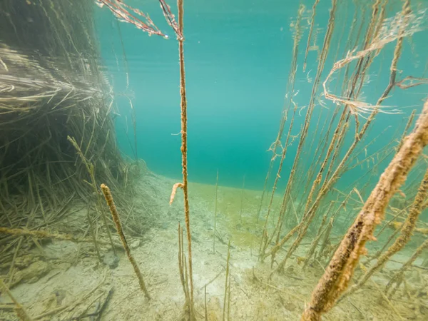 Undervattens utsikt över flora och fauna i sötvatten sjö. — Stockfoto