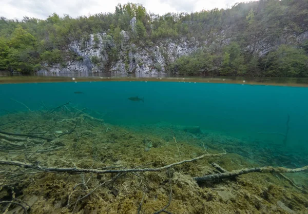 Split view of crystal clean water with flora and fauna. — Stock Photo, Image