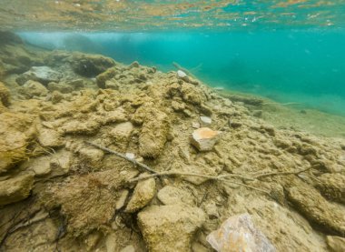 Taze su gölde Flora ve fauna sualtı görünümü.
