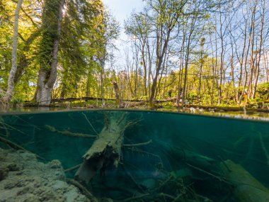 Batık ağaç gövde ile gölün inanılmaz bölünmüş görünümü.