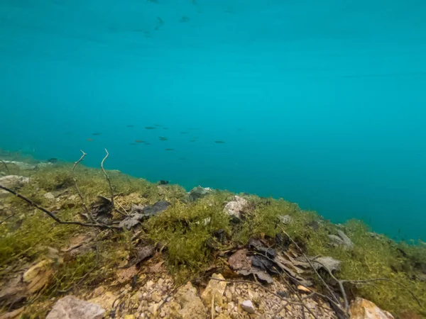 Vista subacquea di flora e fauna nel lago d'acqua dolce . — Foto Stock