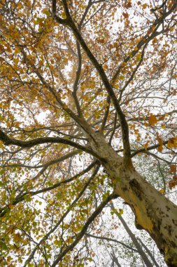Düşük açılı renkli akçaağaç üst görünümü.