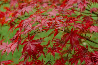 Kırmızı akçaağaç alçak açıyı gösterir.