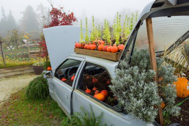Birçok pompa ve bitki eski arabada yetişiyor..