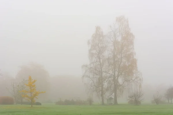 Foggy autumn landscape with leaves engulfed in warm colors. — Stock Photo, Image