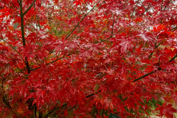 Red maple tree leaves view of low angle. — Stock Photo, Image