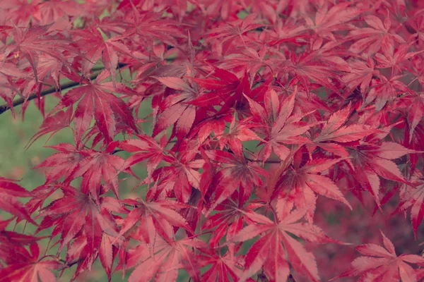 Red maple tree leaves view of low angle.