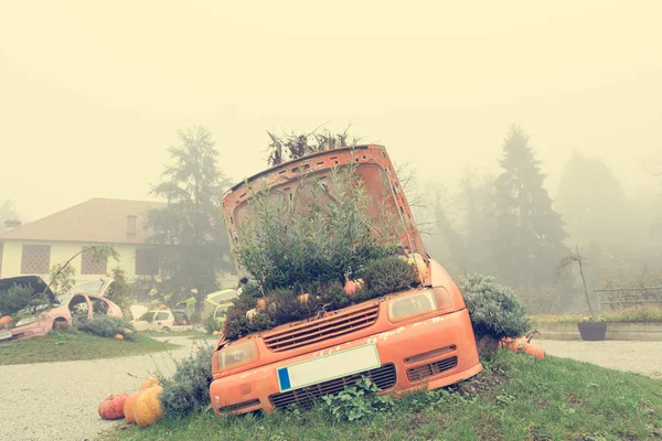 Many pumpings and plants growing in old car outdoor. — Stock Photo, Image