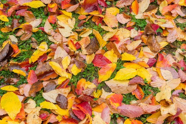 Folhas coloridas deitadas no chão criando um tapete de cores. — Fotografia de Stock