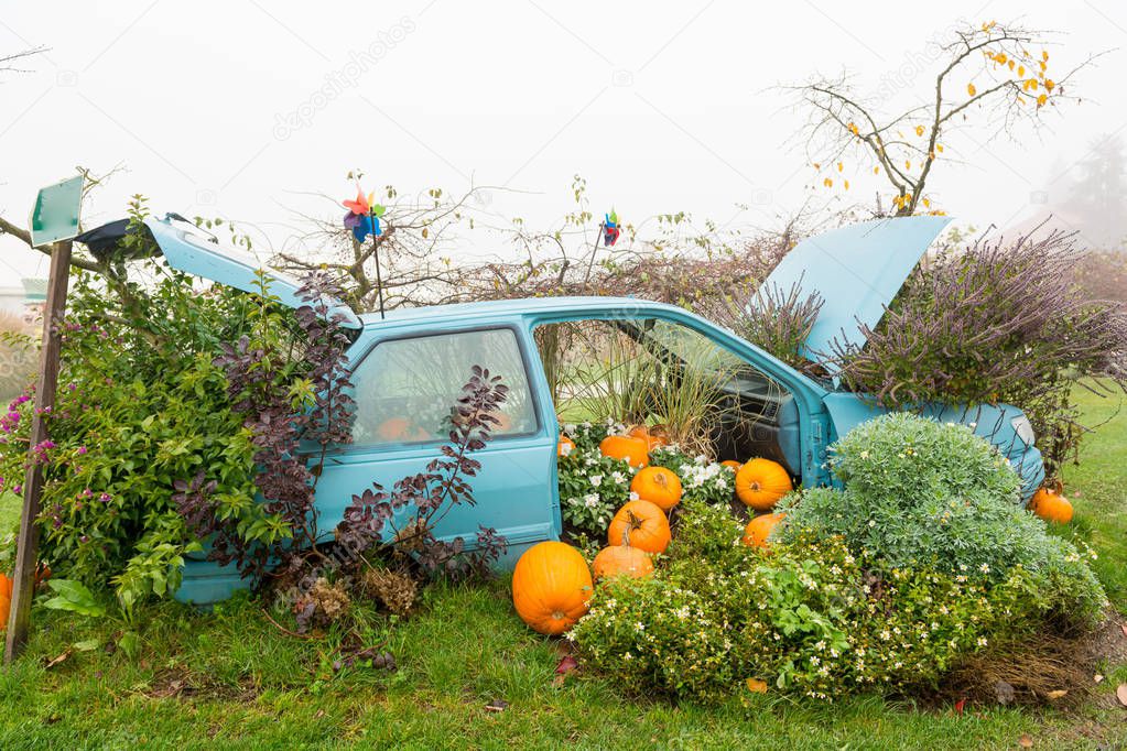 Many pumpings and plants invading old car outdoor.