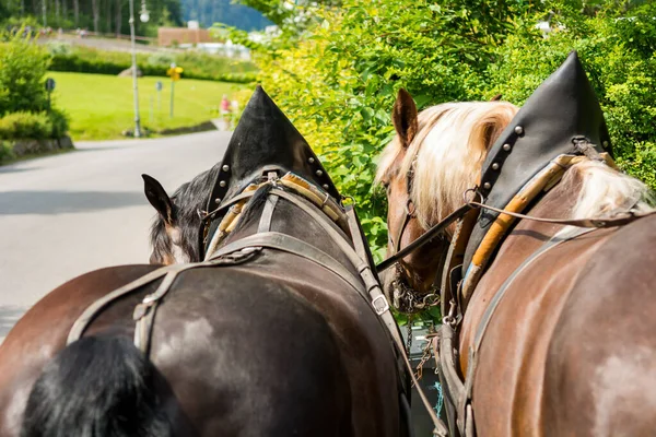 Riding a carriage pulled by a pair of horses. — Stock Photo, Image