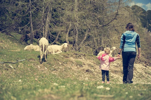 Mãe e filha olhando para o rebanho de ovelhas na natureza. — Fotografia de Stock