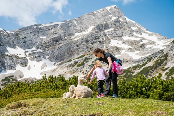Мать и дочь ласкают милых овец на горном лугу. — стоковое фото