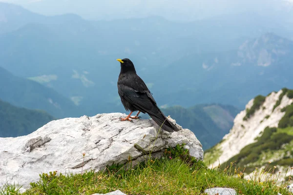 Alpské těsto Pyrhocorax graculus, žluté zúčtované těsto. — Stock fotografie