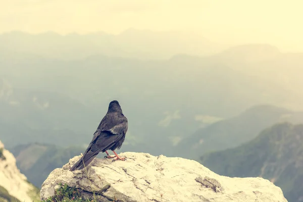 La tos alpina Pyrrhocorax graculus, la tos de pico amarillo . — Foto de Stock