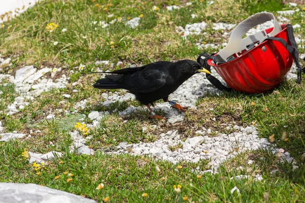 La tos alpina Pyrrhocorax graculus, la tos de pico amarillo . — Foto de Stock