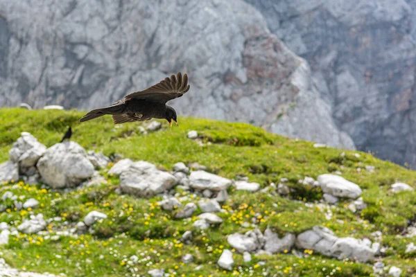 Kaszel alpejski Pyrrhocorax graculus, kaszel żółtodzioby. — Zdjęcie stockowe