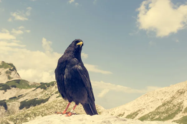 La tos alpina Pyrrhocorax graculus, la tos de pico amarillo . — Foto de Stock