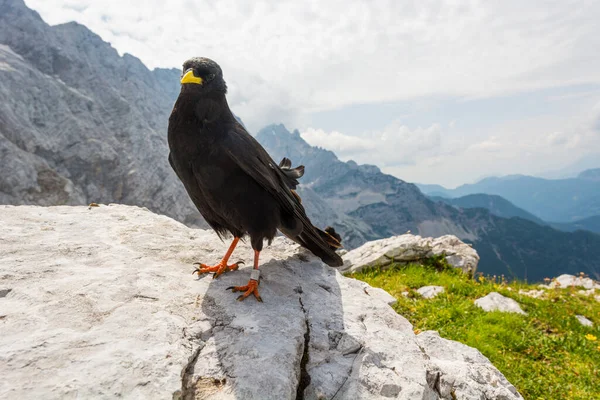 Den alpina hosta Pyrrhocorax graculus, Gul fakturerad hosta. — Stockfoto