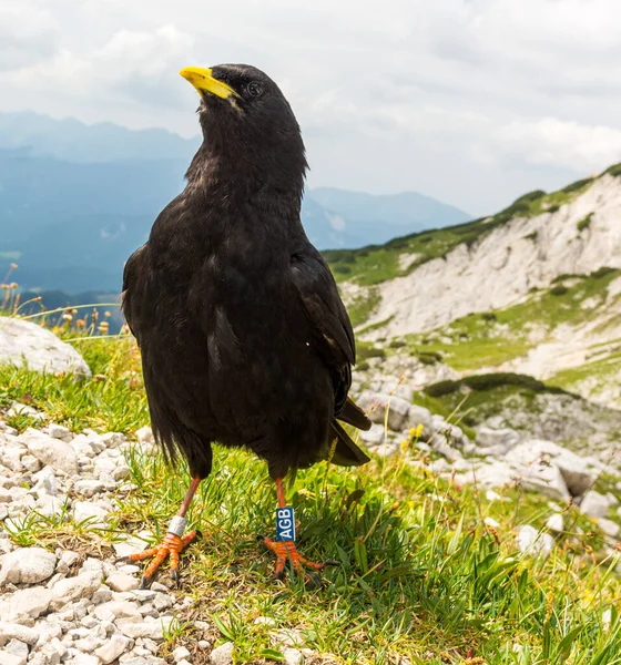 Kaszel alpejski Pyrrhocorax graculus, kaszel żółtodzioby. — Zdjęcie stockowe